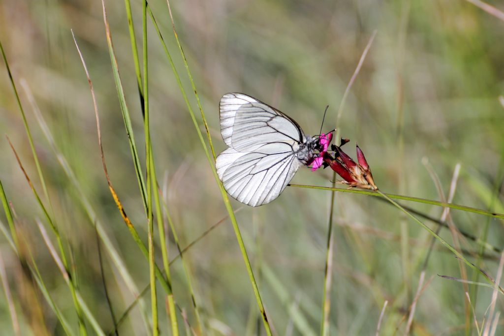 Aporia crataegi? S